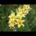 HiHi Jets（20160818）画像